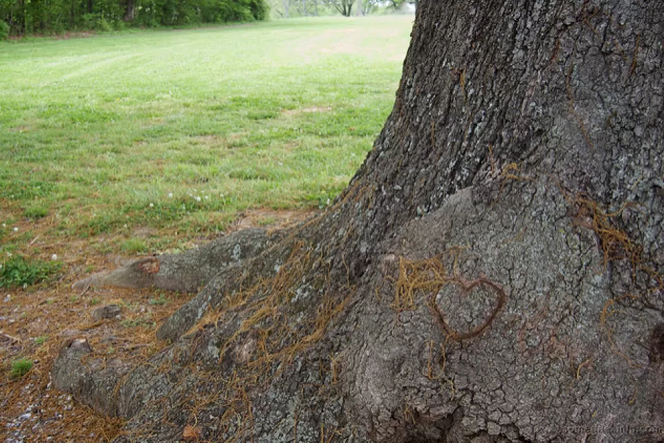 Tree heart